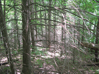 GRSM Accuracy Assessment. Plot Code: GRSM_AA_0385_3