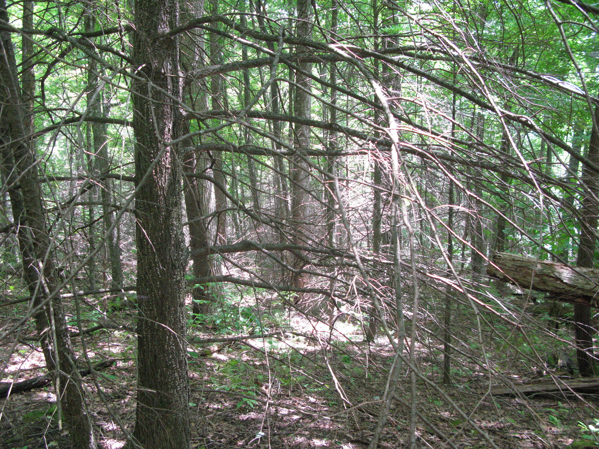 GRSM Accuracy Assessment. Plot Code: GRSM_AA_0385_3