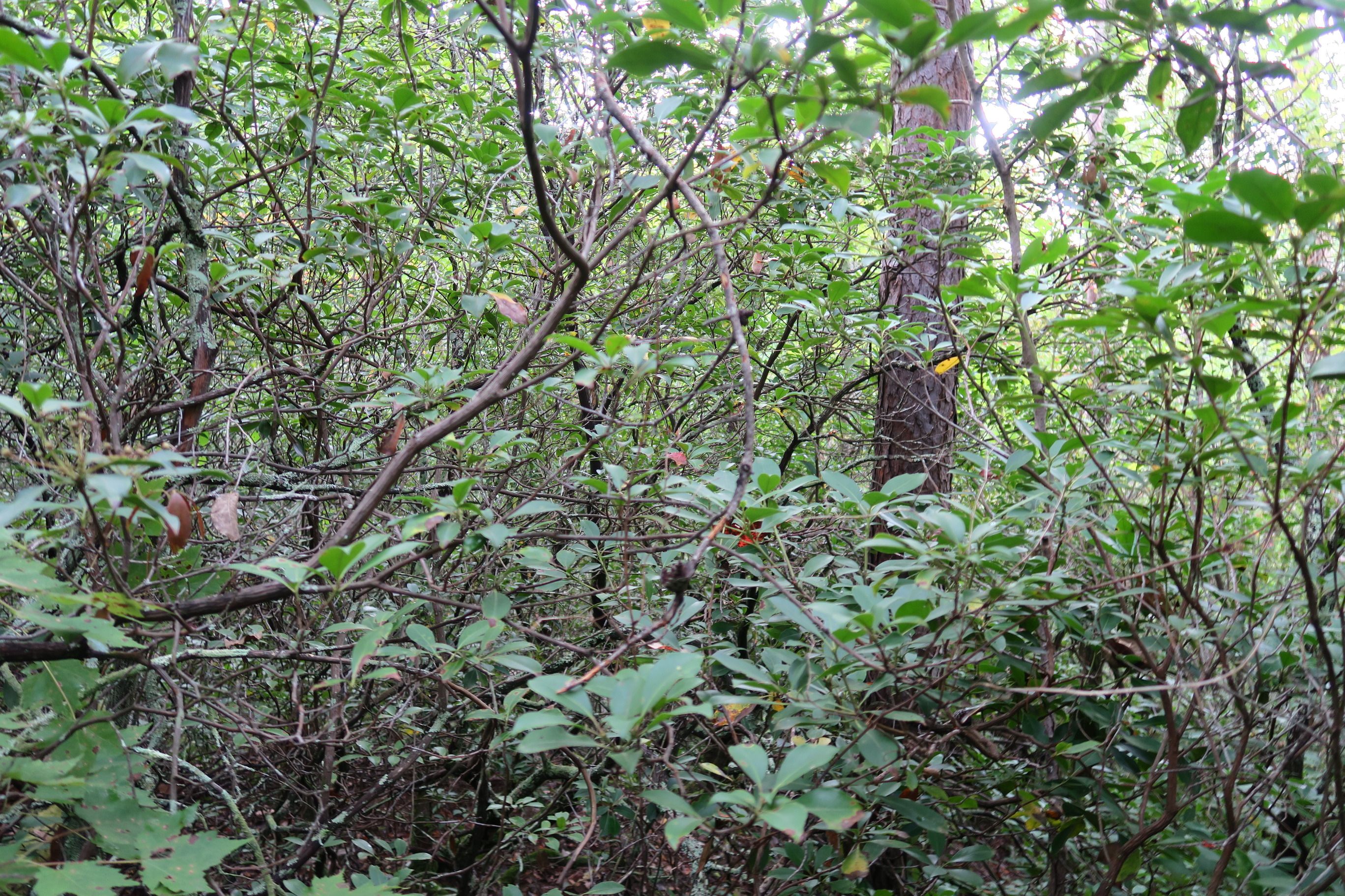 GRSM Accuracy Assessment. Plot Code: GRSM_AA_0812_6