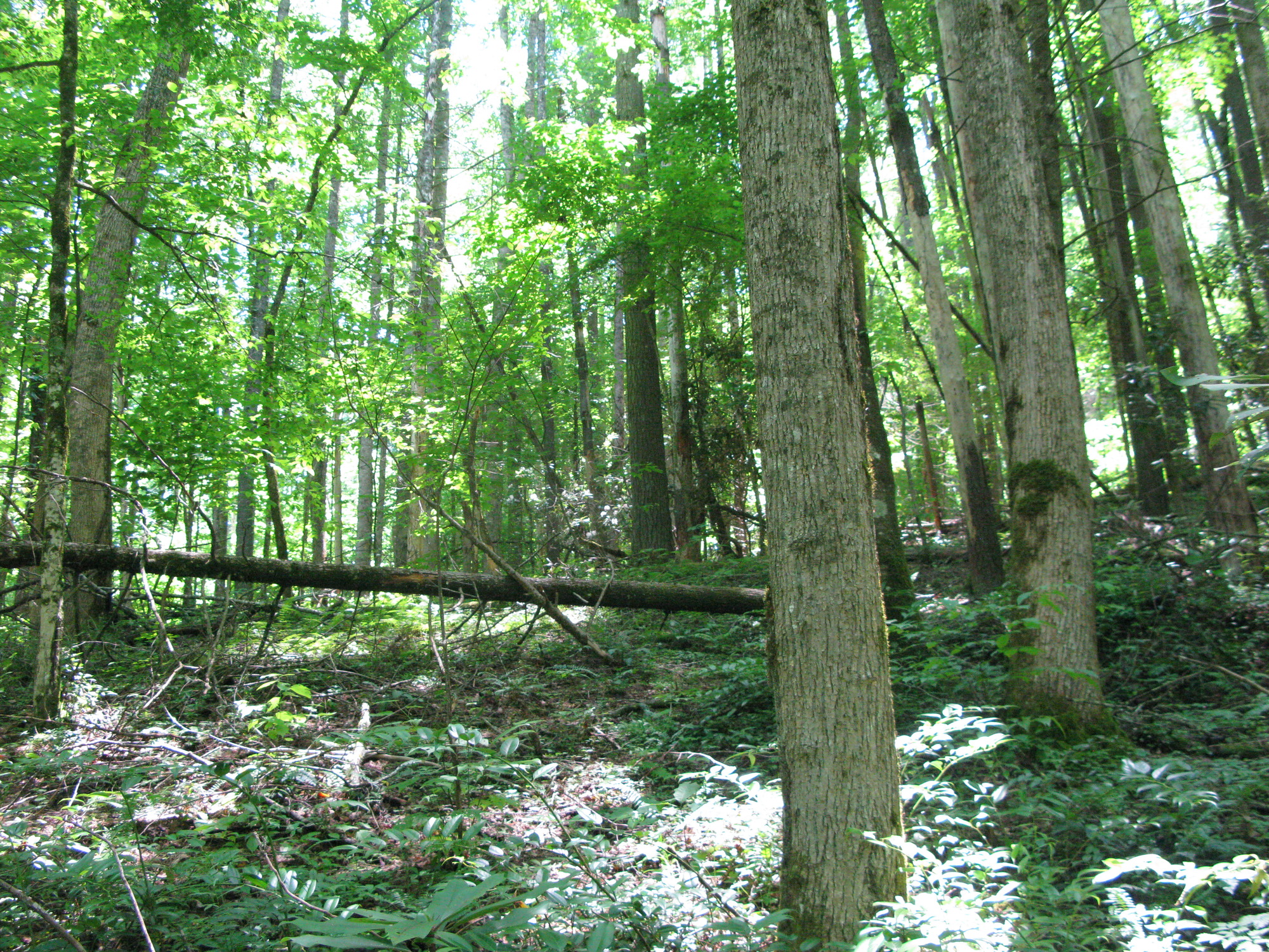 GRSM Accuracy Assessment. Plot Code: GRSM_AA_0734_4