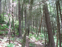 GRSM Accuracy Assessment. Plot Code: GRSM_AA_0965_2