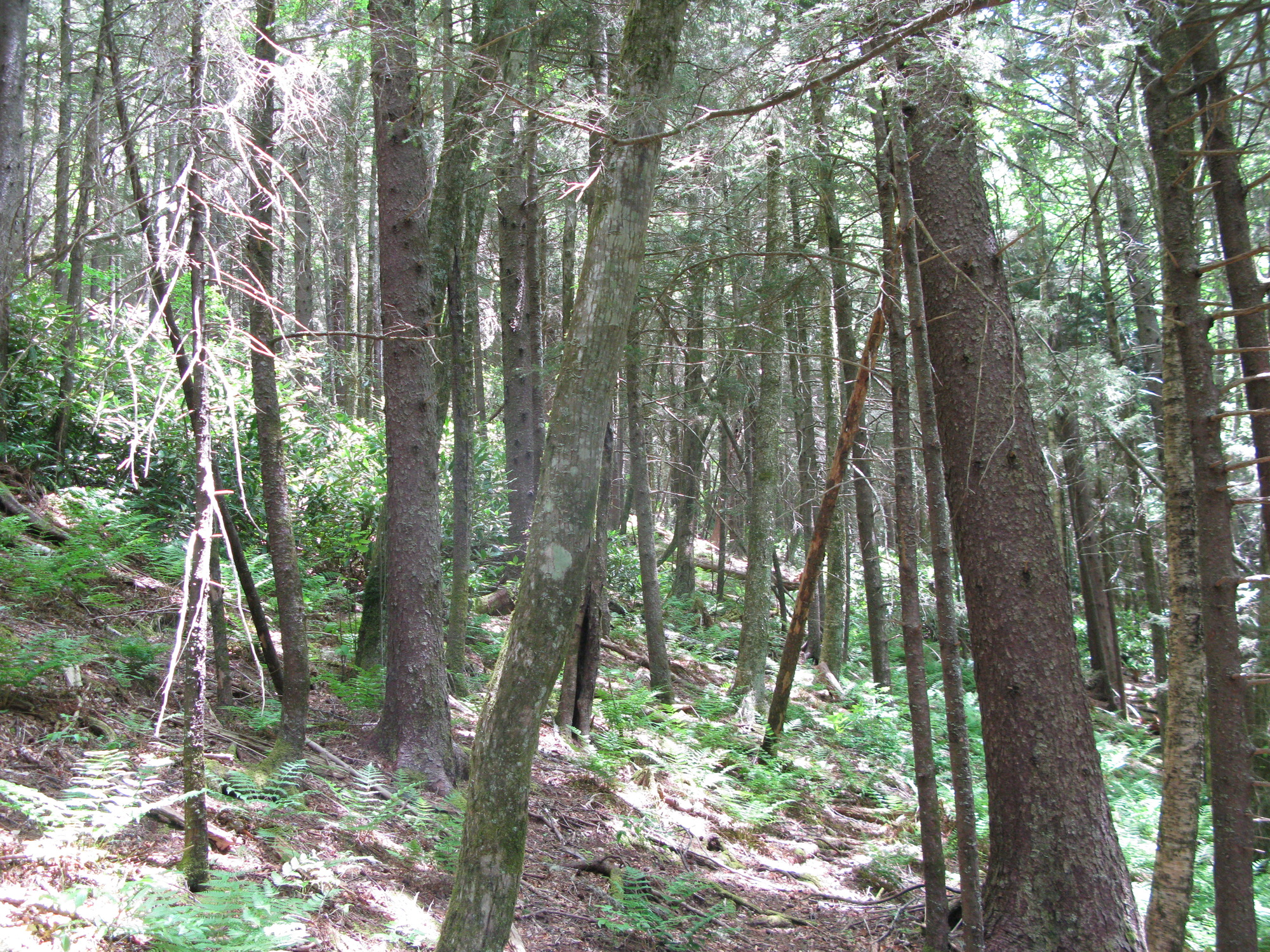 GRSM Accuracy Assessment. Plot Code: GRSM_AA_0965_2