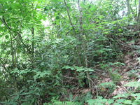 GRSM Accuracy Assessment. Plot Code: GRSM_AA_0836_4