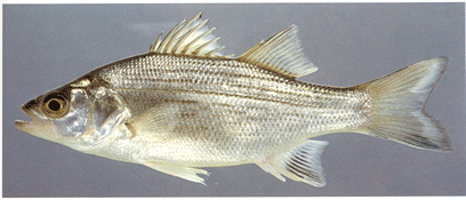 Image of Morone chrysops, a species of Fish