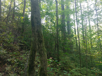 GRSM Accuracy Assessment. Plot Code: GRSM_AA_0828_4