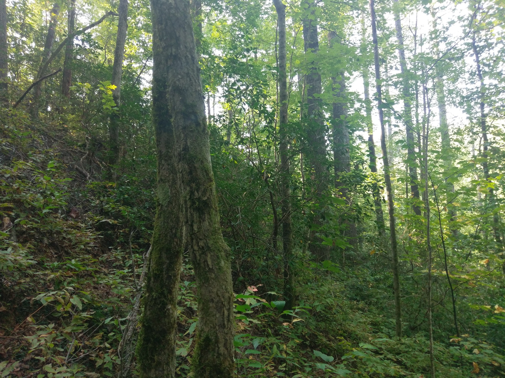 GRSM Accuracy Assessment. Plot Code: GRSM_AA_0828_4