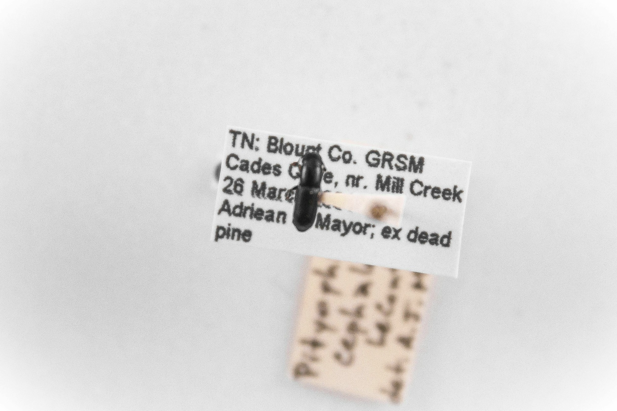 Image of Pityophagus cephalotes, a species of Animalia