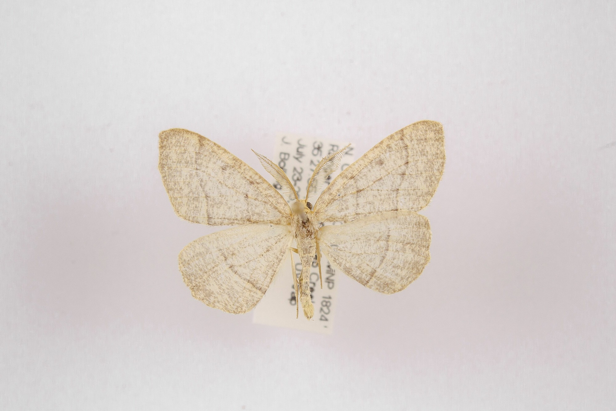 Image of Lambdina fervidaria, a species of Animalia