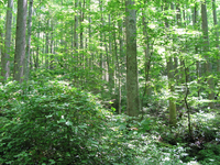 Plot Code: GRSM_AA_0604_6