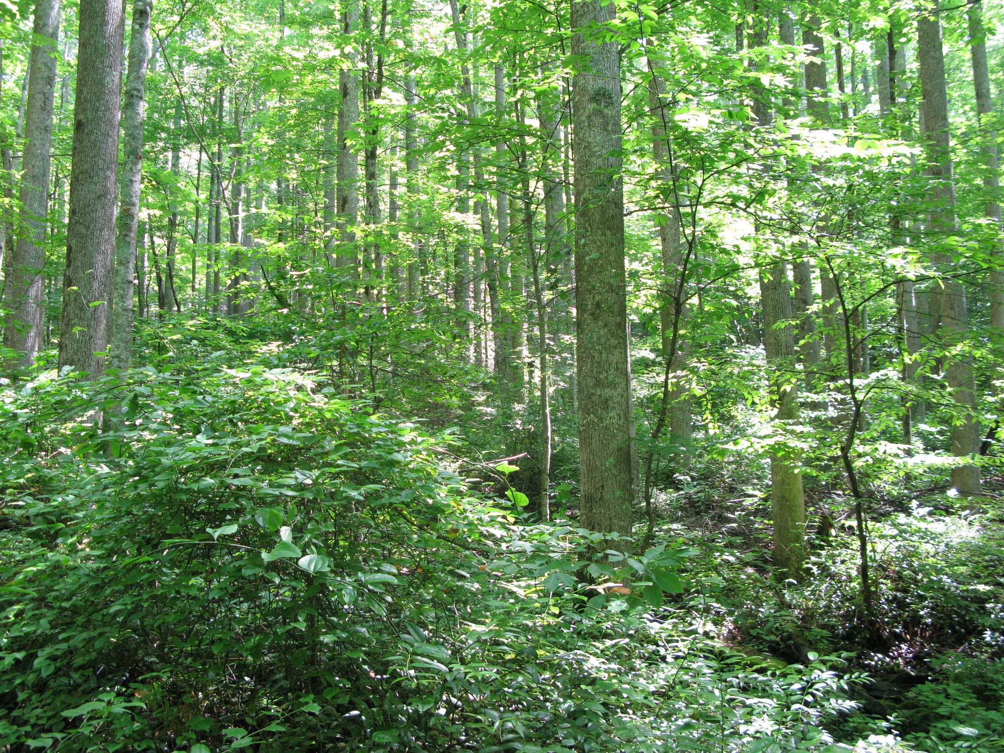 Plot Code: GRSM_AA_0604_6