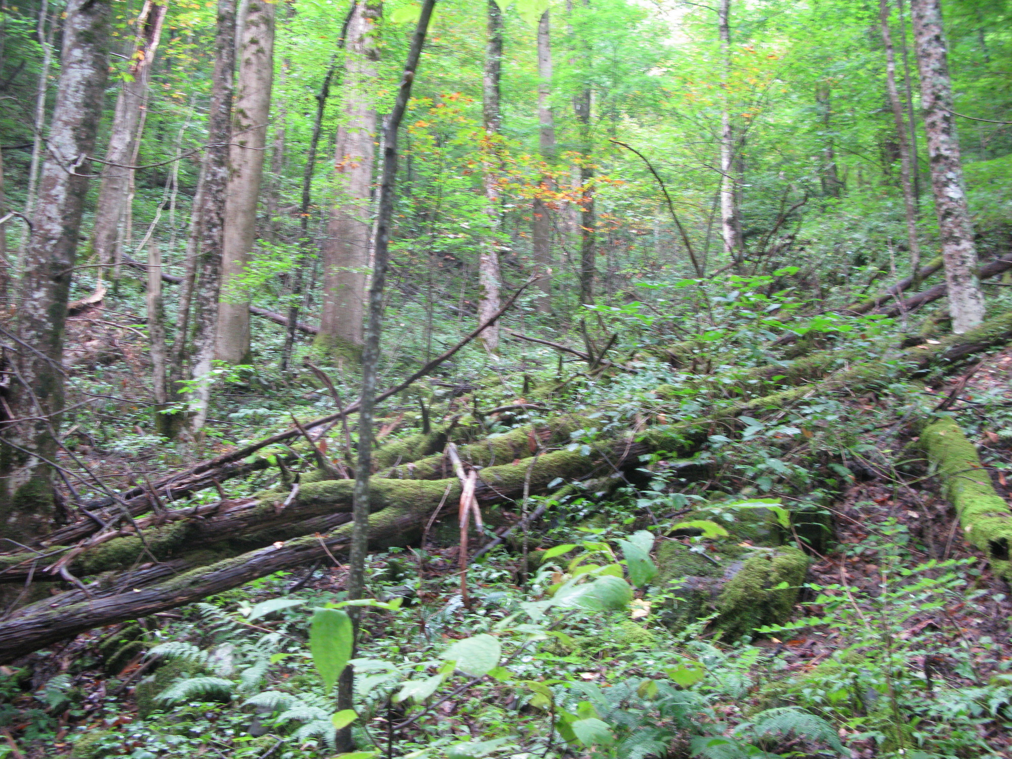 GRSM Accuracy Assessment. Plot Code: GRSM_AA_0679_4