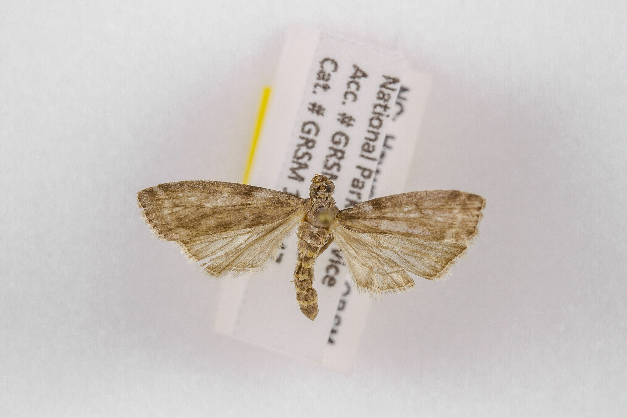 Image of Oreana unicolorella, a species of Animalia