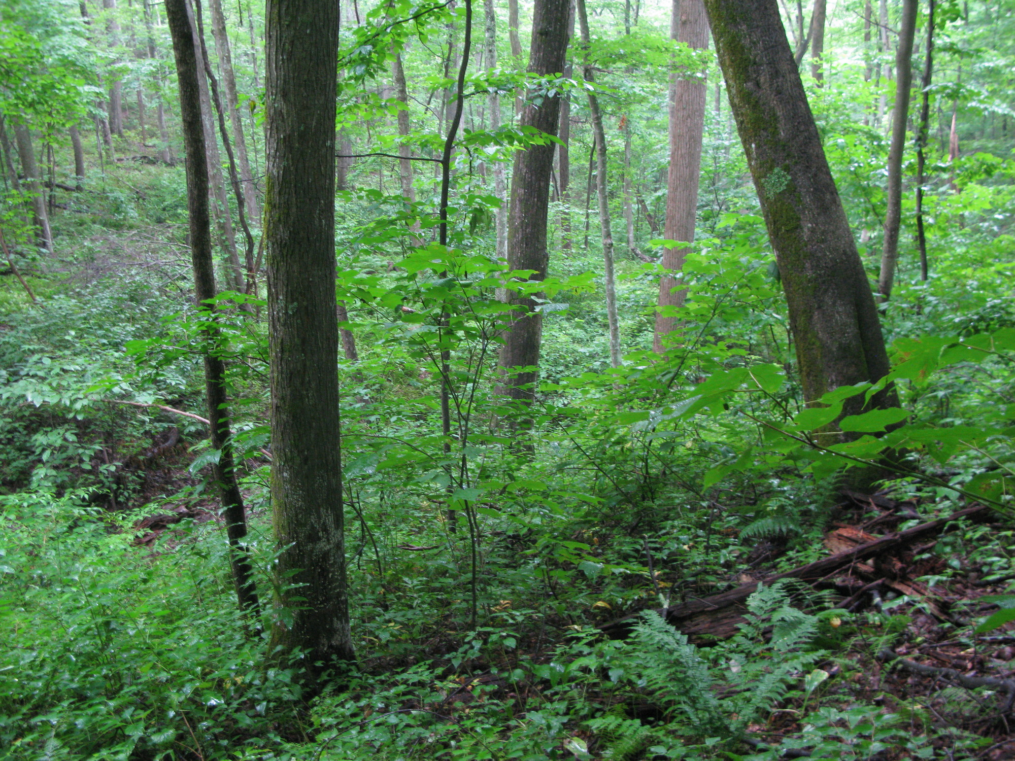 Plot Code: GRSM_AA_0447_3