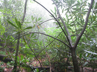 GRSM Accuracy Assessment. Plot Code: GRSM_AA_0041_2