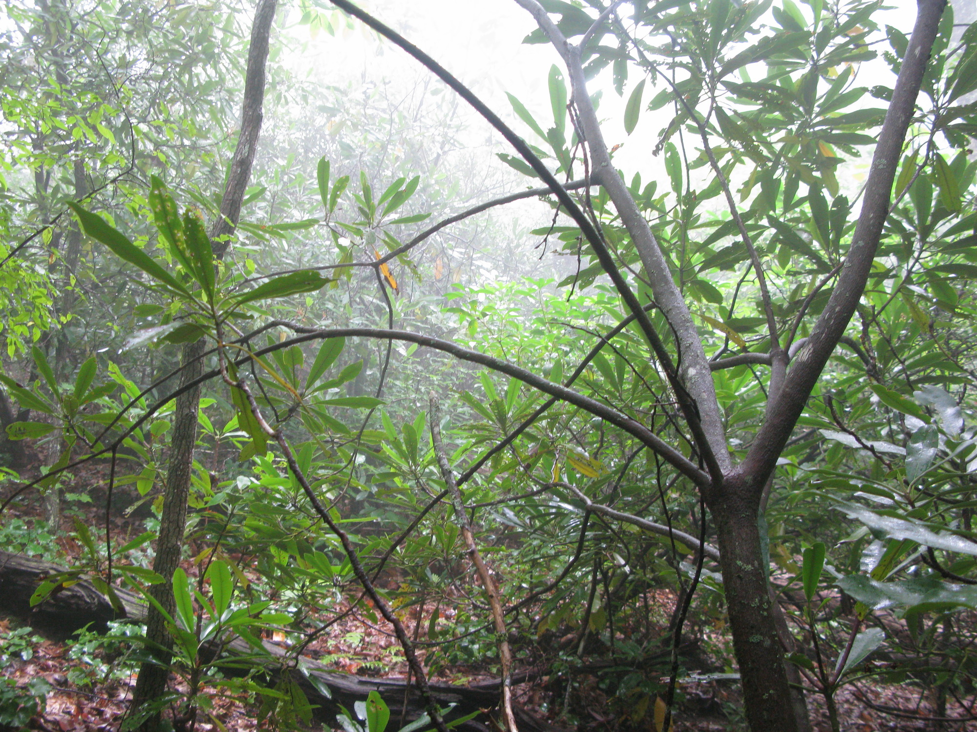 GRSM Accuracy Assessment. Plot Code: GRSM_AA_0041_2