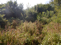 GRSM Accuracy Assessment. Plot Code: GRSM_AA_0463_4