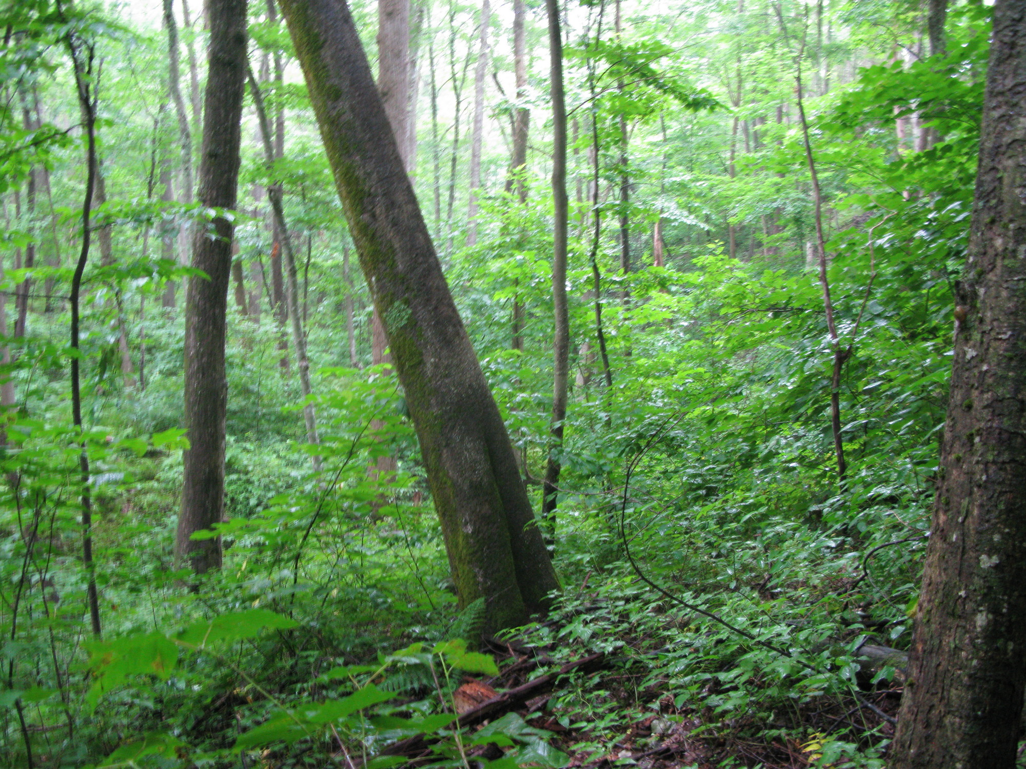 Plot Code: GRSM_AA_0447_6