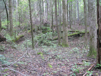 GRSM Accuracy Assessment. Plot Code: GRSM_AA_0642_5