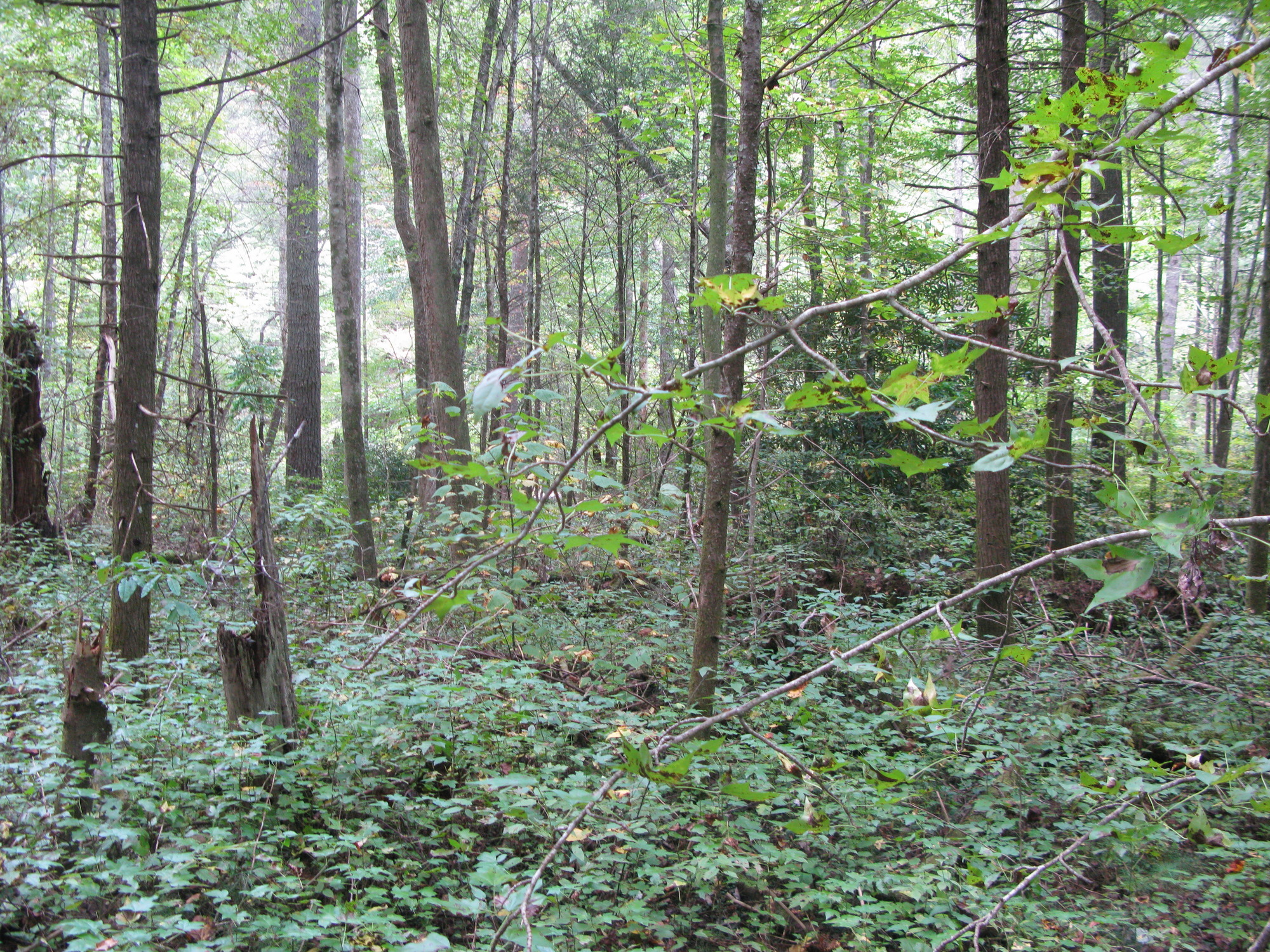 GRSM Accuracy Assessment. Plot Code: GRSM_AA_0642_6