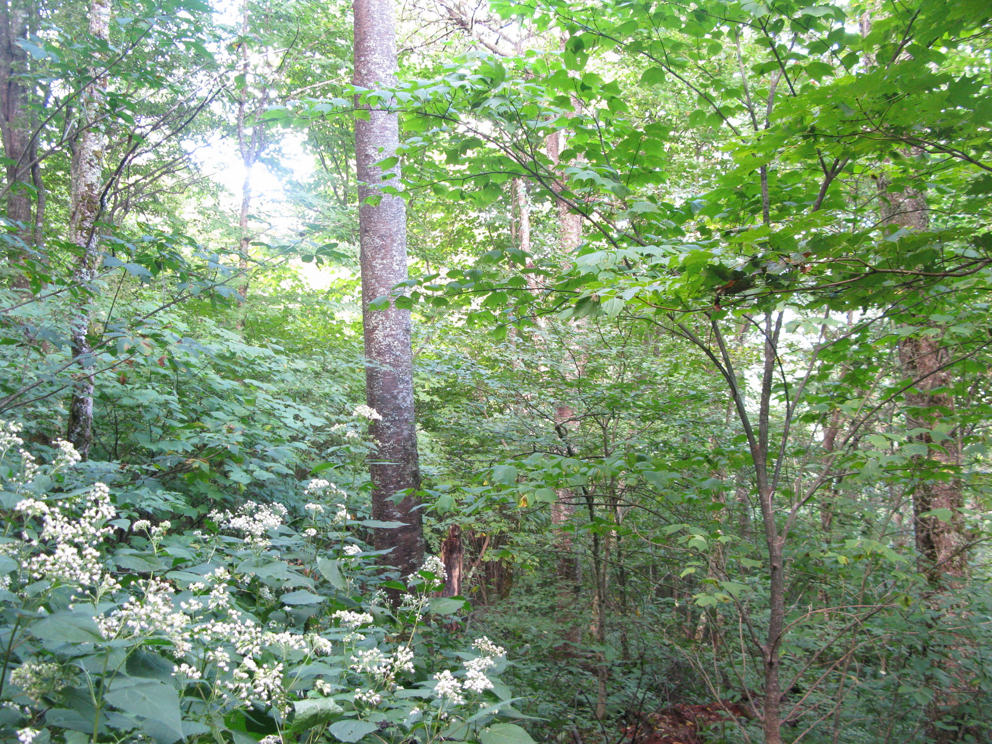 GRSM Accuracy Assessment. Plot Code: GRSM_AA_0253_5