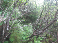 GRSM Accuracy Assessment. Plot Code: GRSM_AA_0678_6