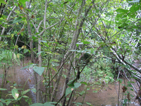 GRSM Accuracy Assessment. Plot Code: GRSM_AA_0510_3