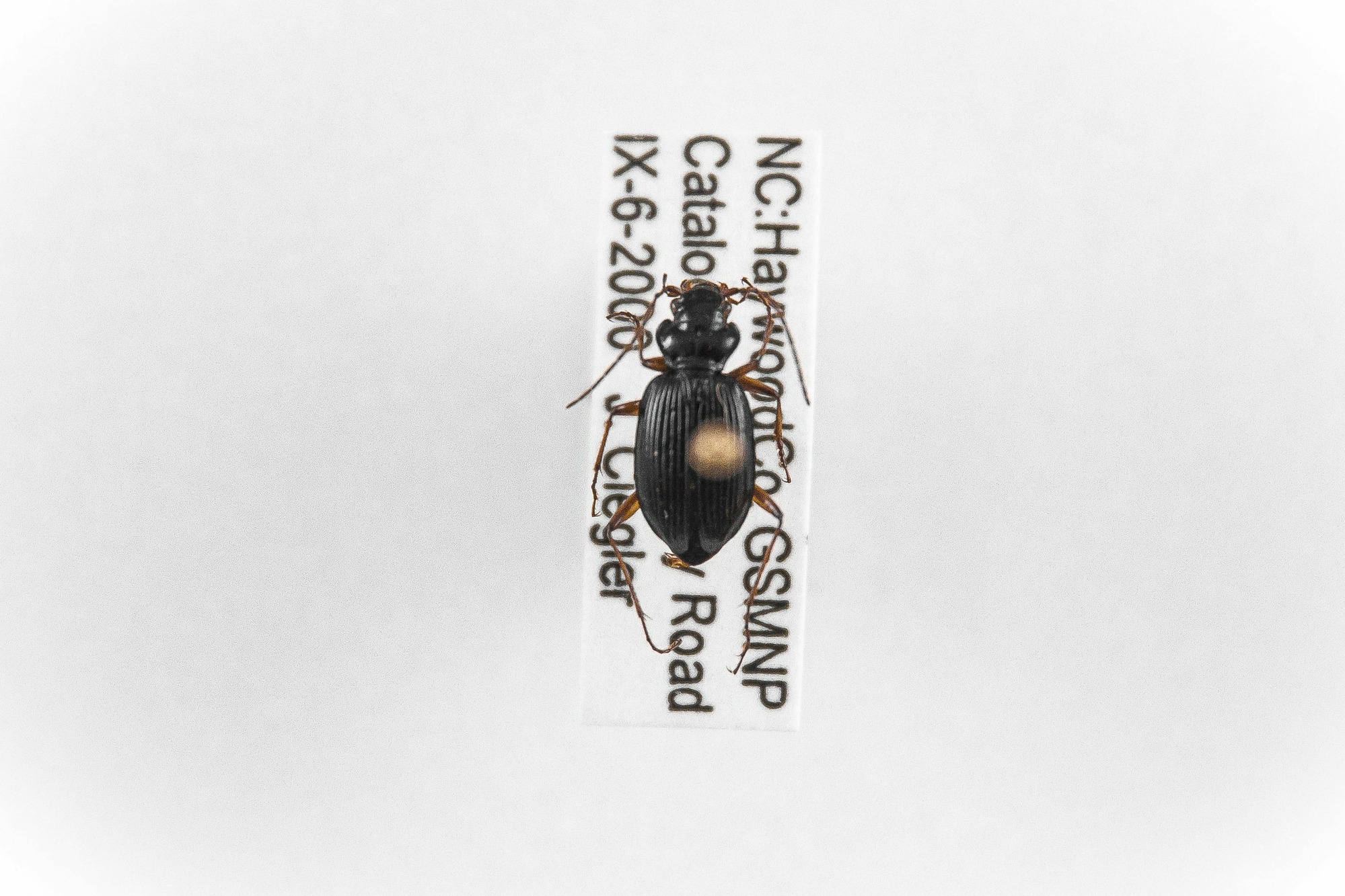 Image of Nebria lacustris, a species of Animalia