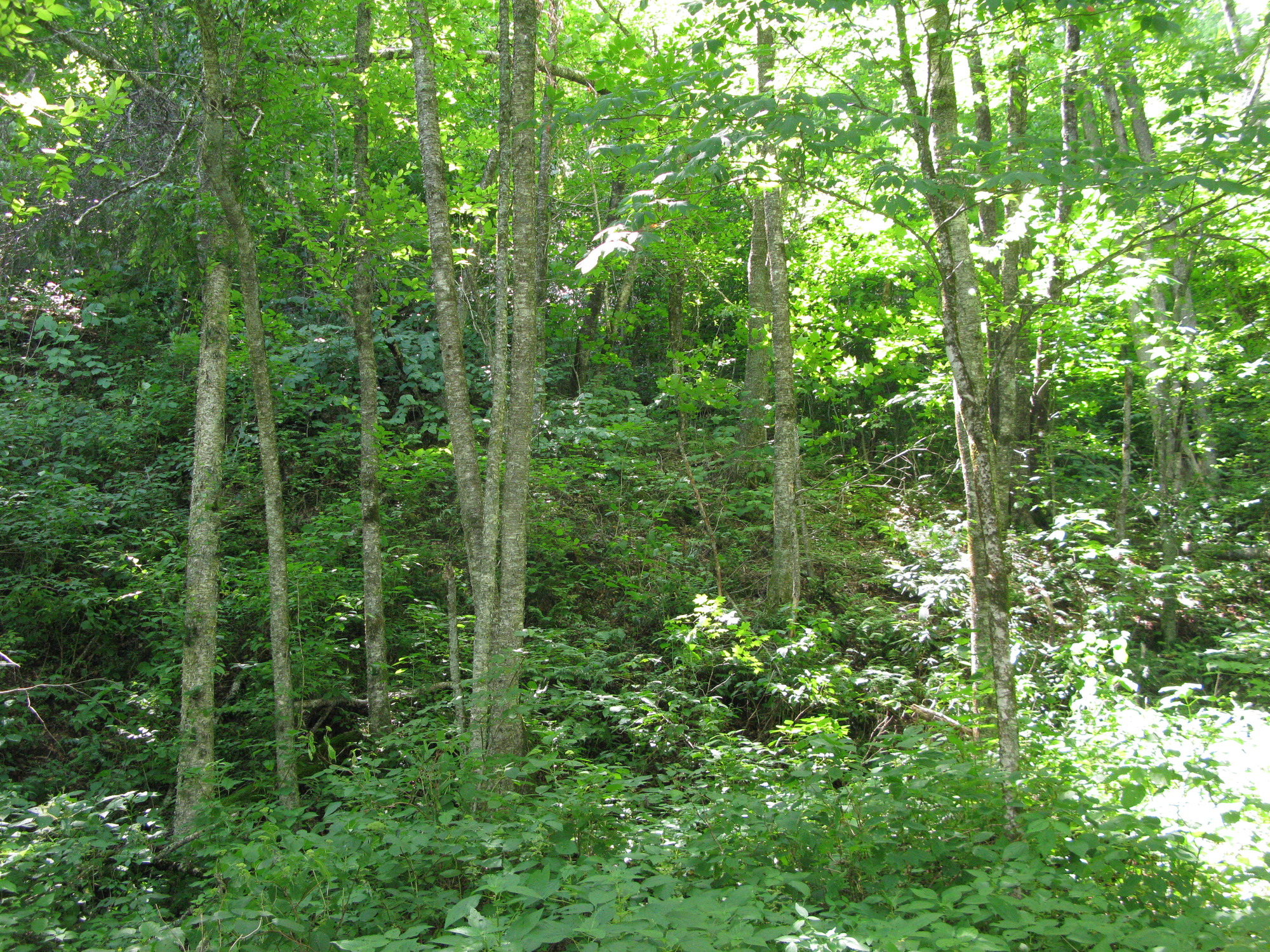 GRSM Accuracy Assessment. Plot Code: GRSM_AA_0852_5