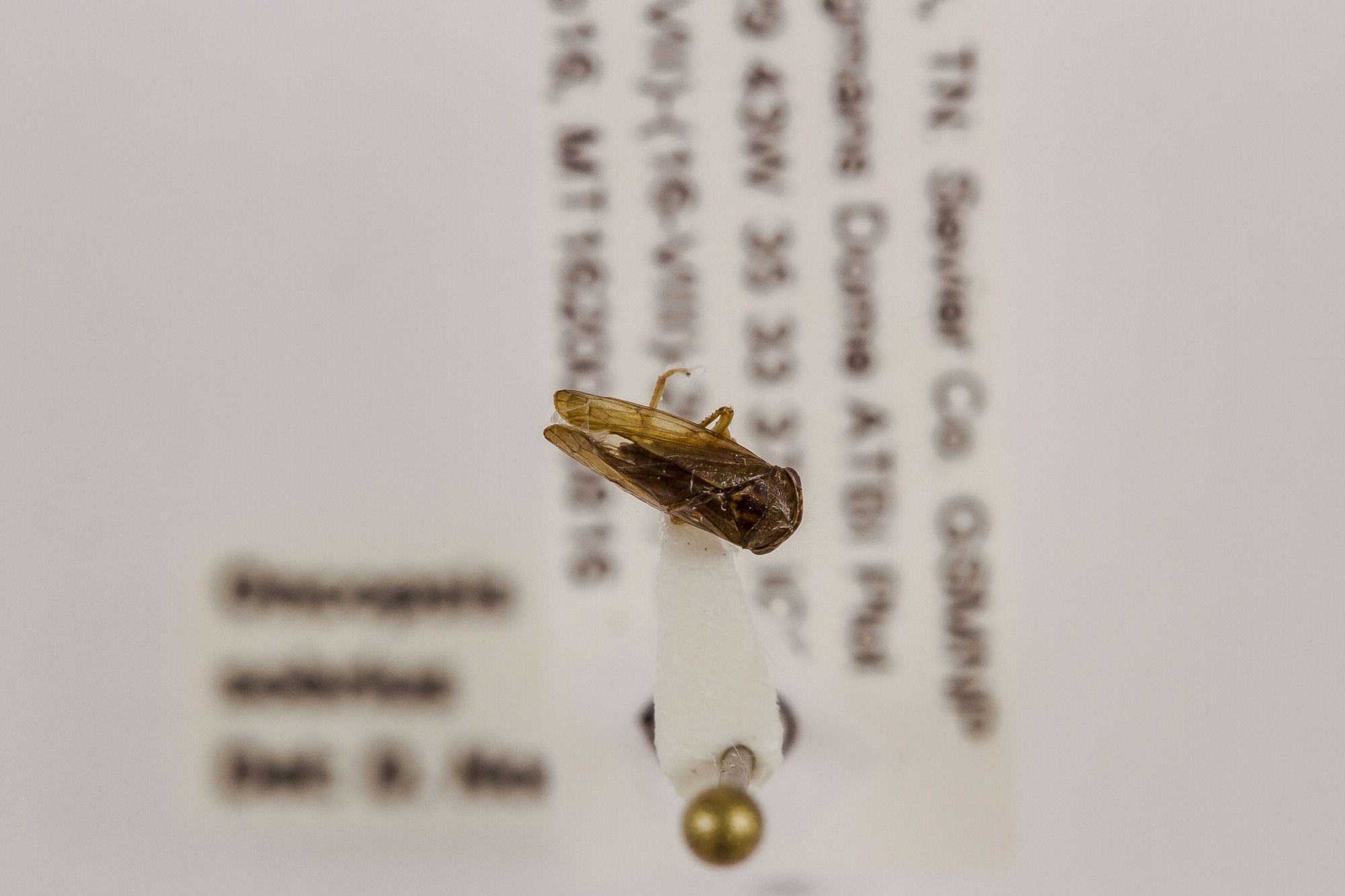 Image of Oncopsis sobrius, a species of Animalia