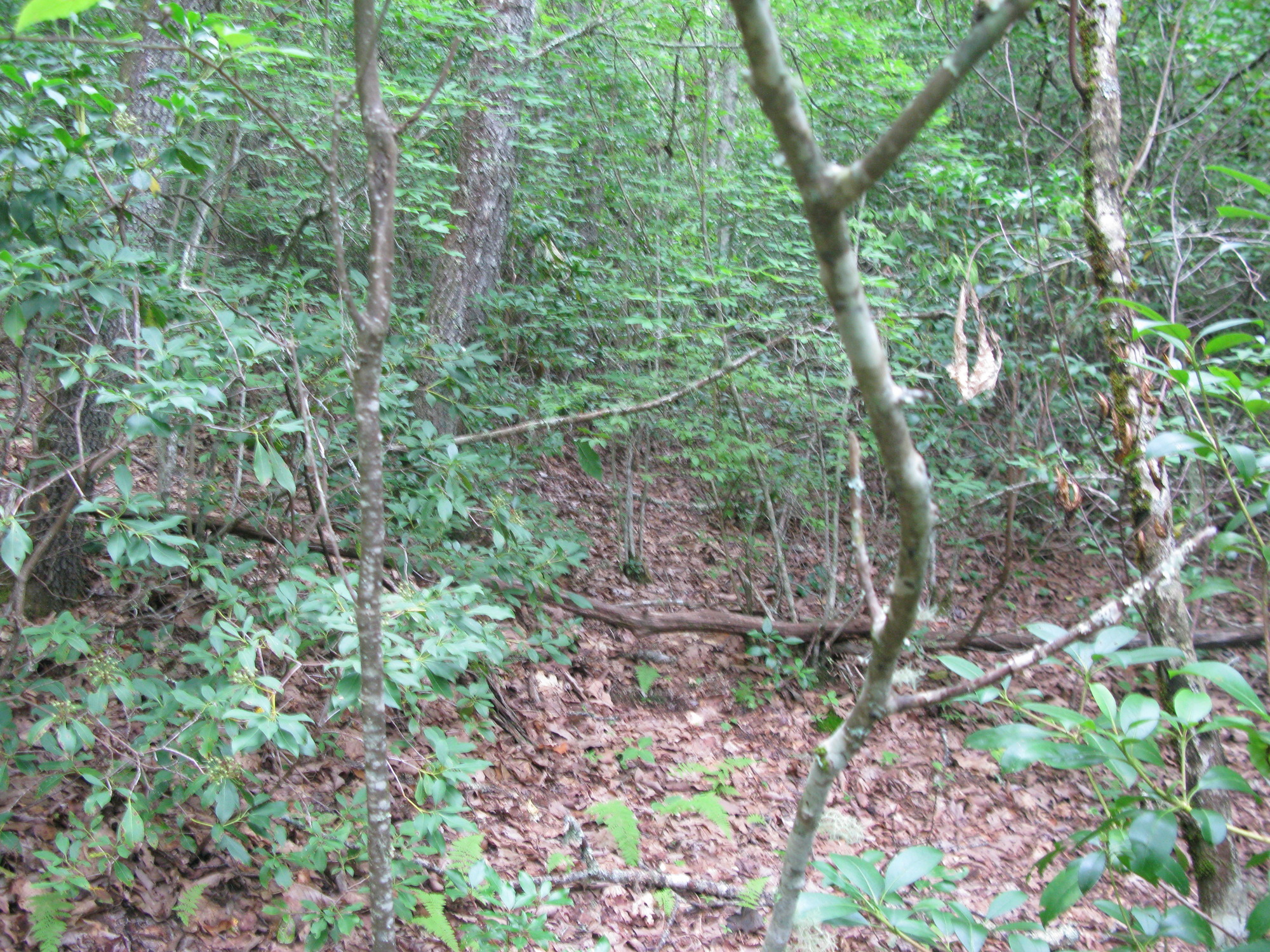 GRSM Accuracy Assessment. Plot Code: GRSM_AA_0050_3