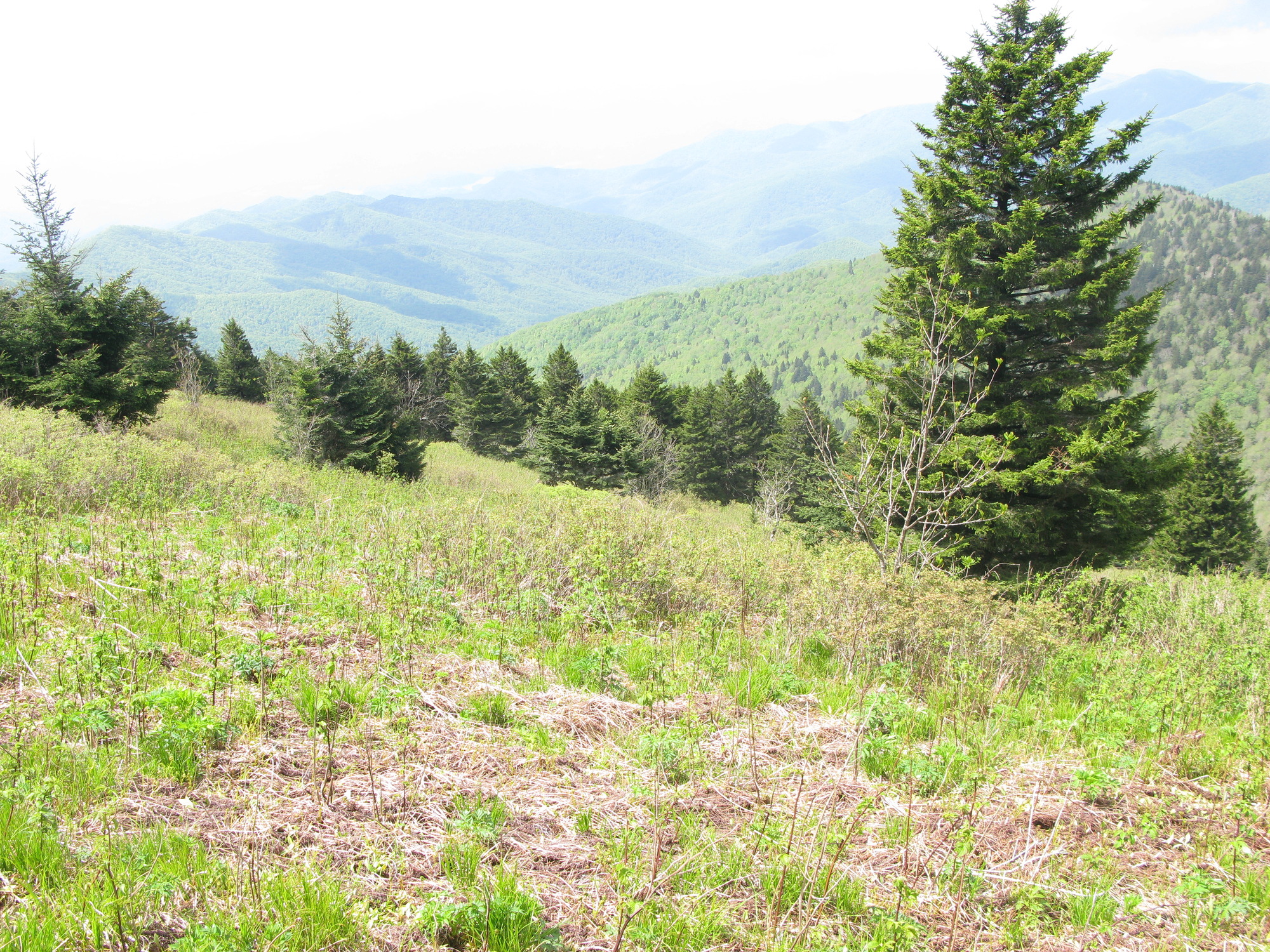 GRSM Accuracy Assessment. Plot Code: GRSM_AA_0943_6