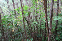 GRSM Accuracy Assessment. Plot Code: GRSM_AA_0822_5