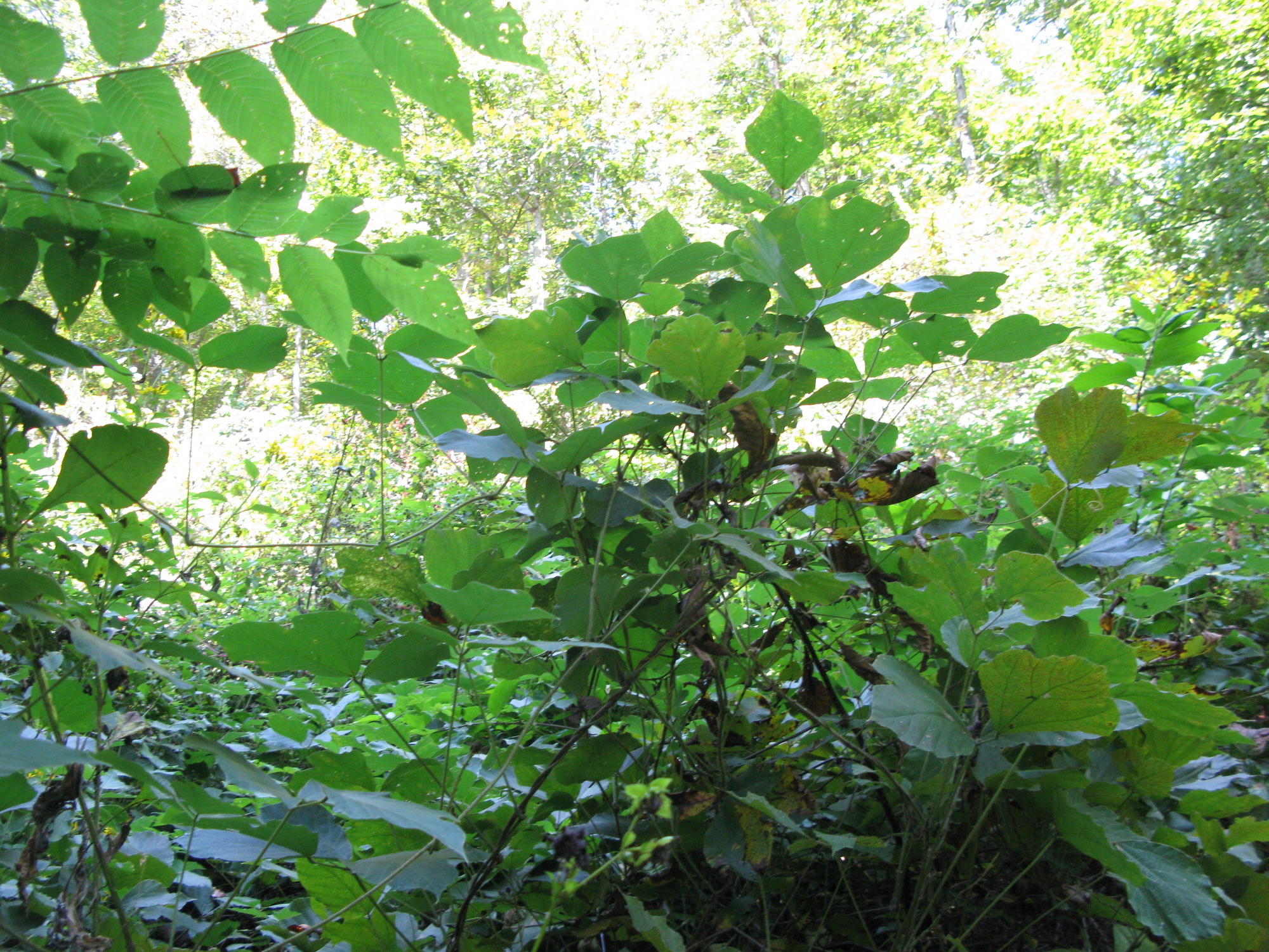 GRSM Accuracy Assessment. Plot Code: GRSM_AA_0060_2