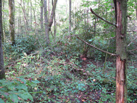 GRSM Accuracy Assessment. Plot Code: GRSM_AA_0346_5