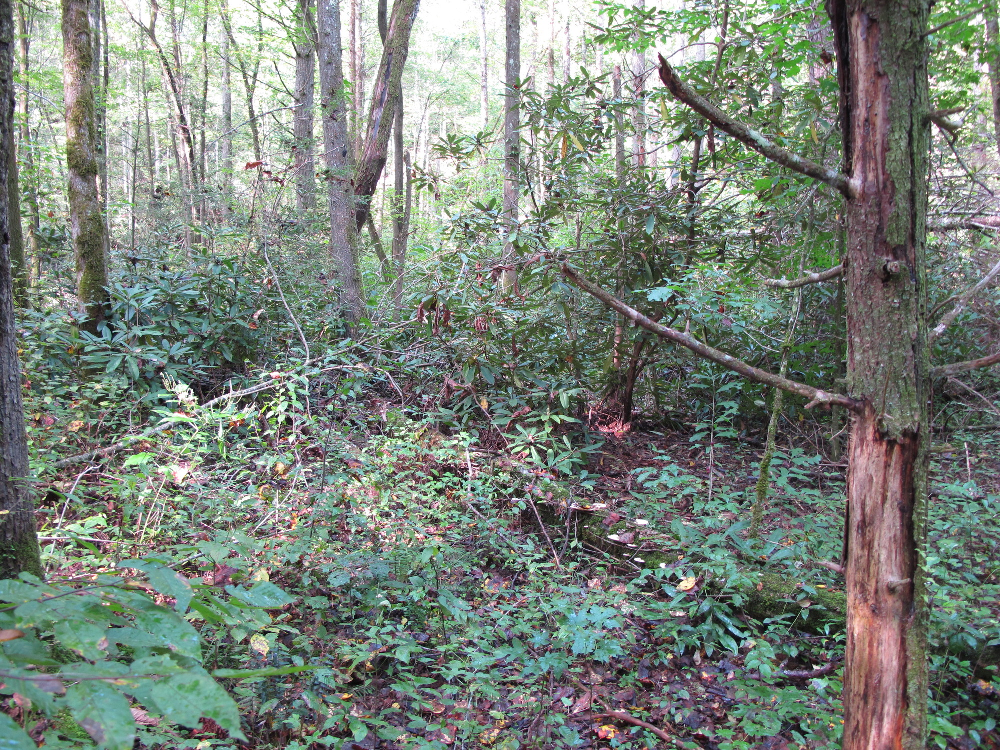 GRSM Accuracy Assessment. Plot Code: GRSM_AA_0346_5