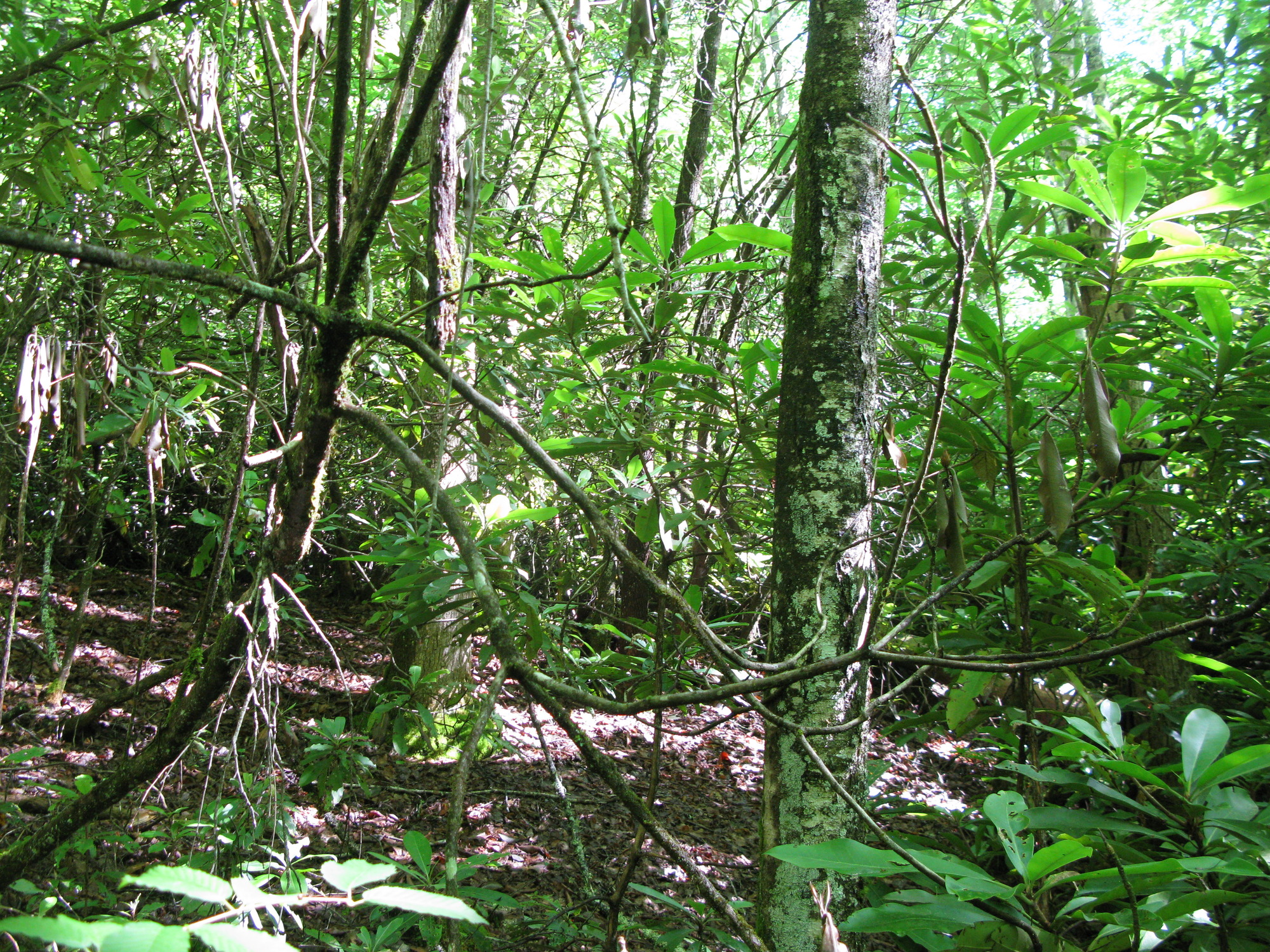 GRSM Accuracy Assessment. Plot Code: GRSM_AA_0860_2