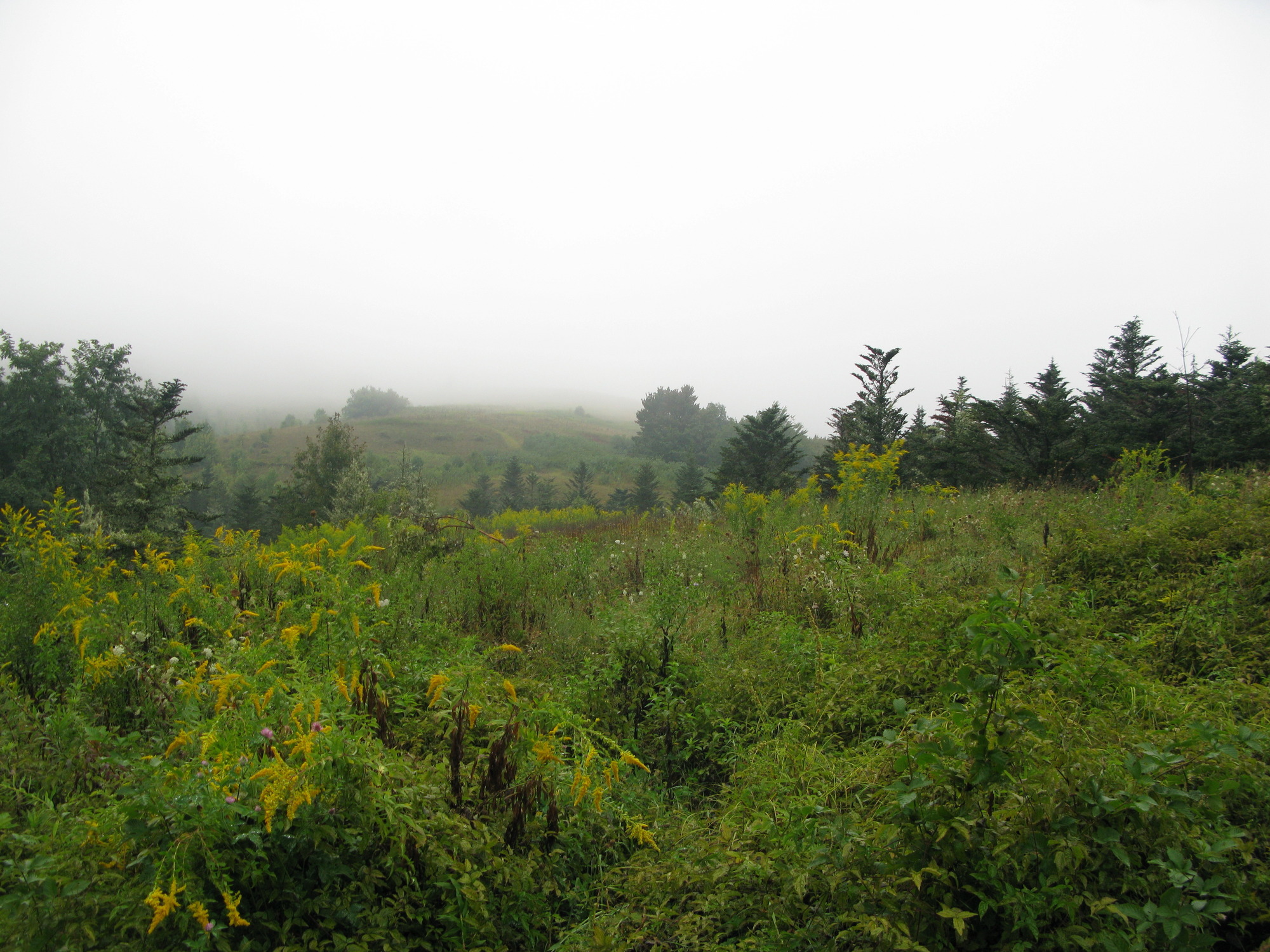 GRSM Accuracy Assessment. Plot Code: GRSM_AA_0071_2