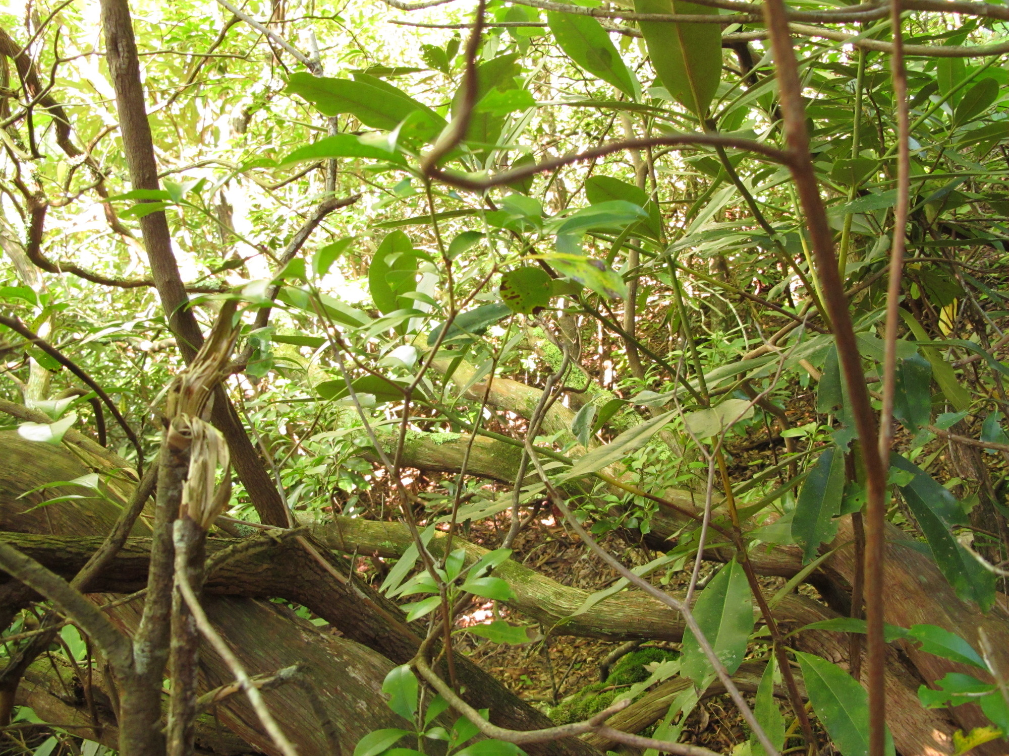 Plot Code: GRSM_AA_0523_5