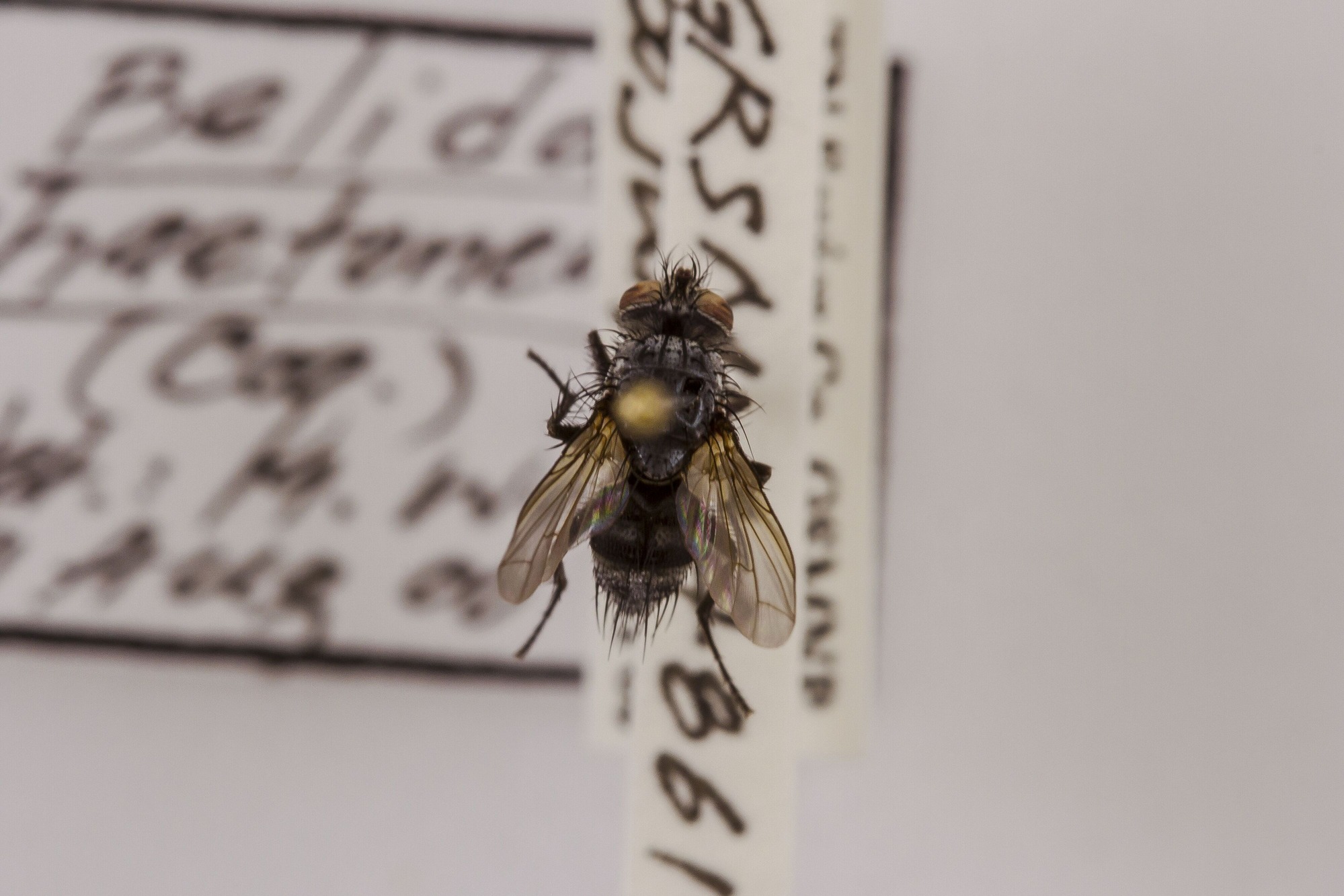 Image of Belida chaetoneura, a species of Animalia