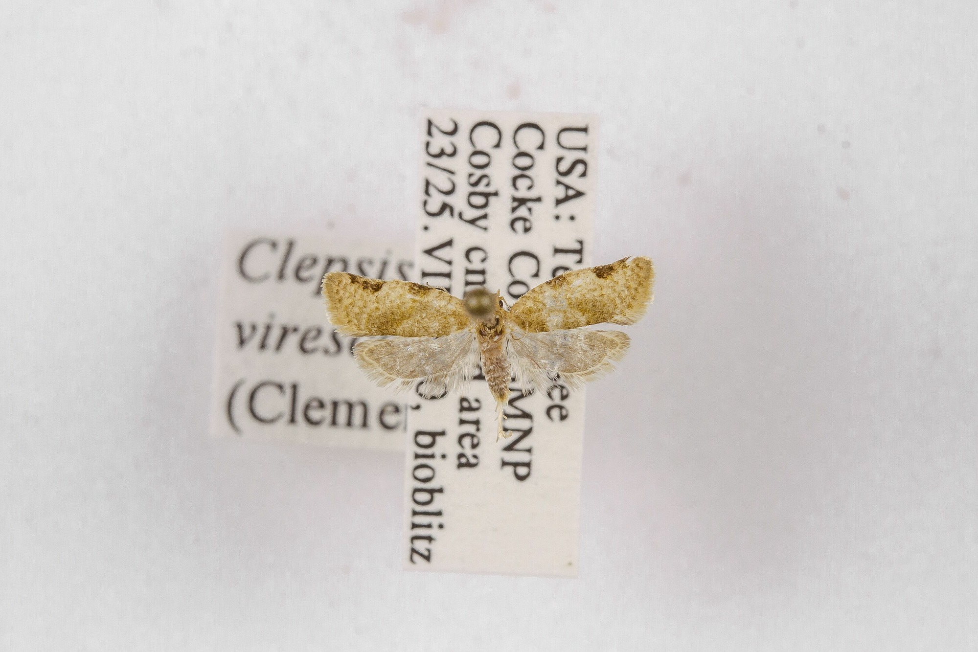 Image of Clepsis virescana, a species of Animalia