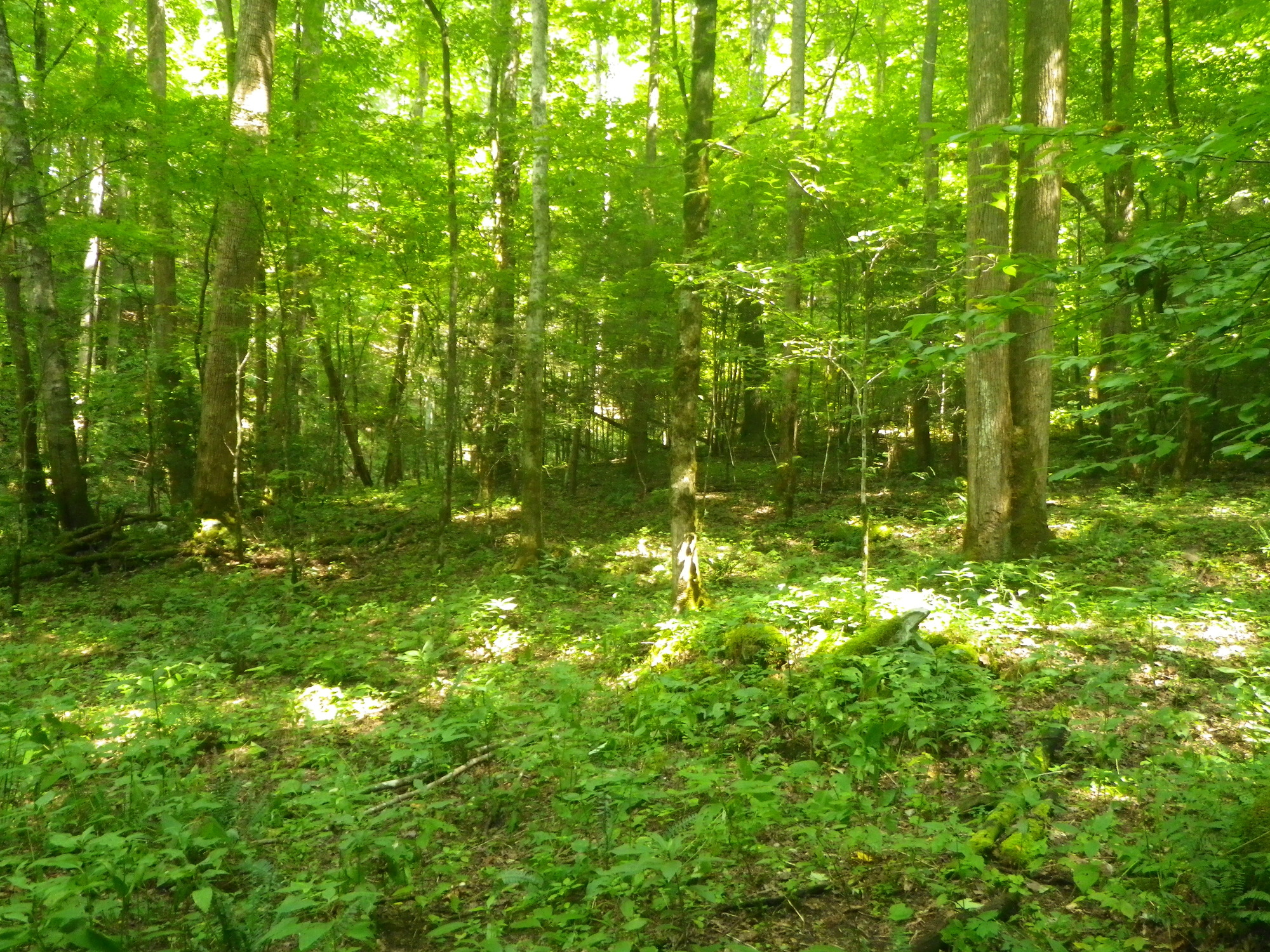 GRSM Accuracy Assessment. Plot Code: GRSM_AA_0570_3