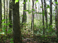 GRSM Accuracy Assessment. Plot Code: GRSM_AA_0304_5