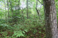 GRSM Accuracy Assessment. Plot Code: GRSM_AA_0757_3