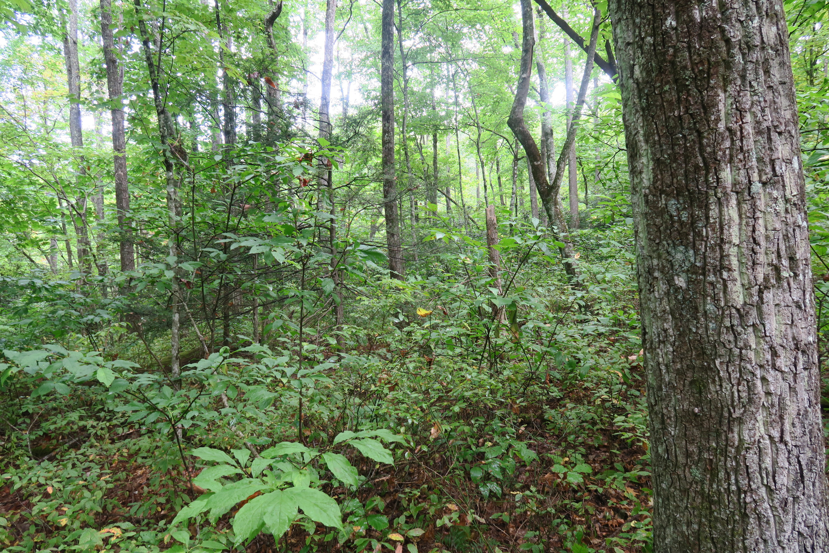 GRSM Accuracy Assessment. Plot Code: GRSM_AA_0757_3