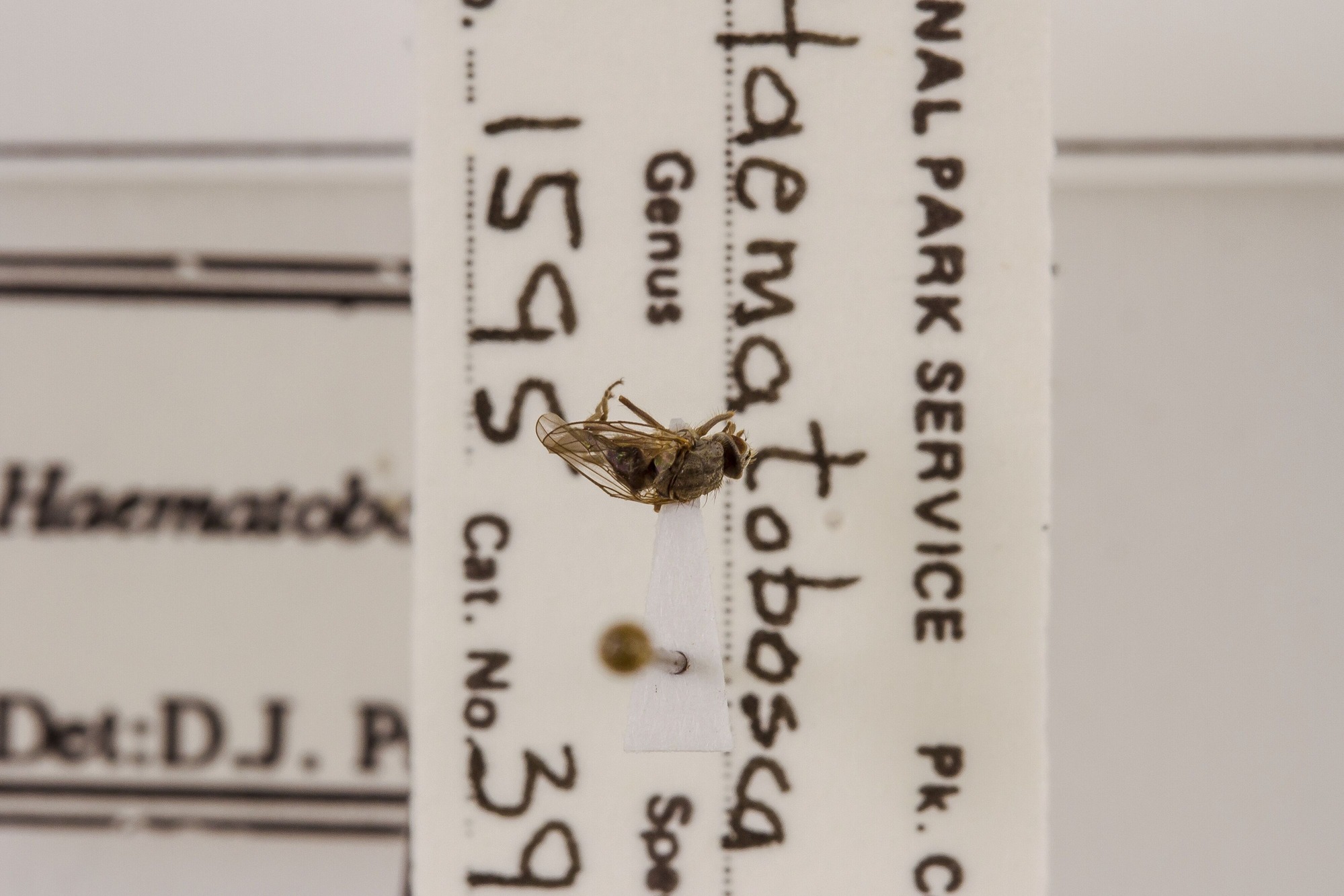 Image of Haematobosca alcis, a species of Animalia