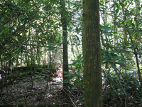 GRSM Accuracy Assessment. Plot Code: GRSM_AA_0646_4