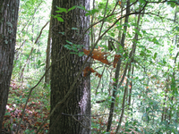 GRSM Accuracy Assessment. Plot Code: GRSM_AA_0038_3