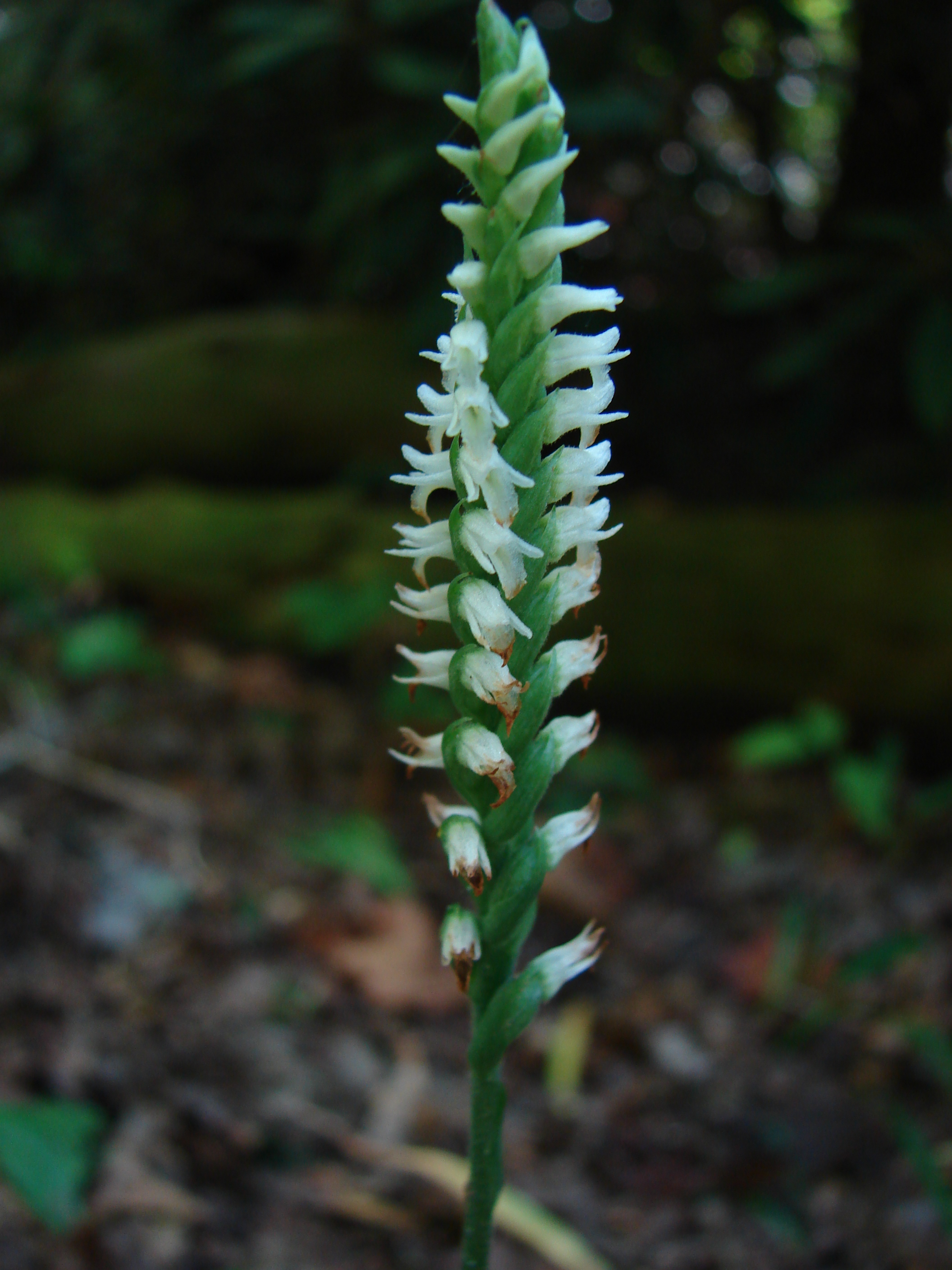 Image of Spiranthes ovalis, a species of Vascular Plant