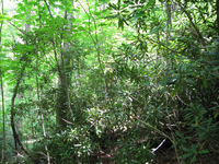 GRSM Accuracy Assessment. Plot Code: GRSM_AA_0927_3