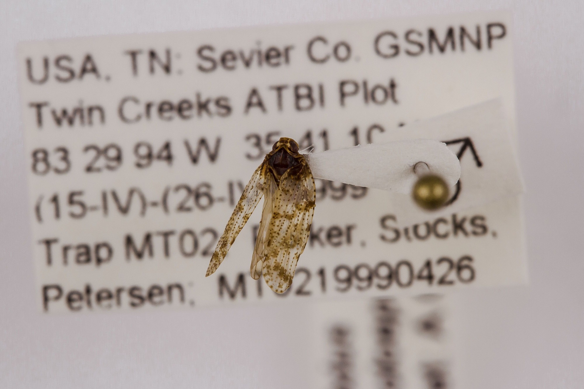 Image of Cixius coloepeum, a species of Animalia